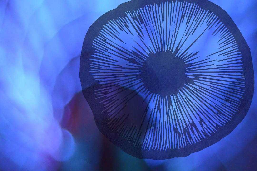Are Psychedelics Legal Now? Initiatives for Legalization and Decriminalization